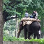 Dubare Elephant Camp